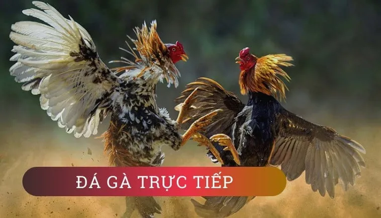 Bí Kíp Chơi Đá Gà GA28 Tại B52 Club Đảm Bảo Thắng Lớn 2026